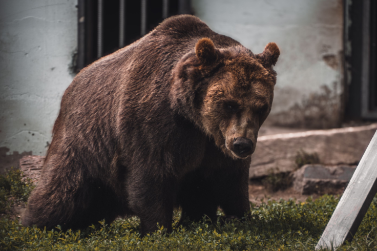 Bear