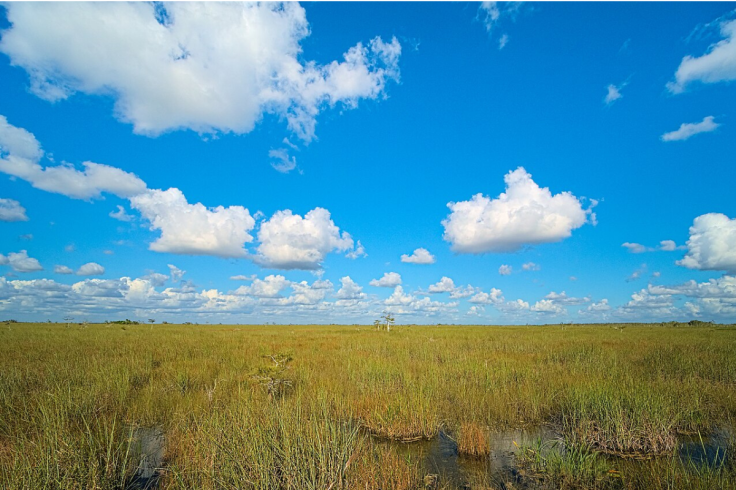 Florida Man Flees DUI Crash Through Swamp With Two Kids