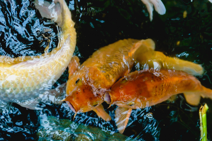 Man Arrested for Having Sex With a Koi Fish