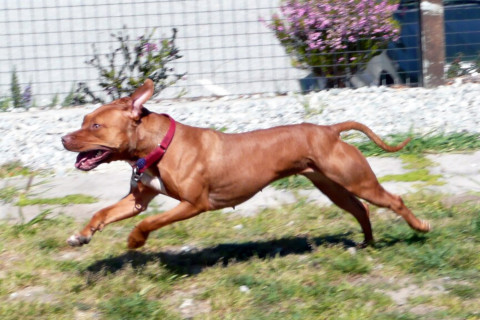 pit bull attacking
