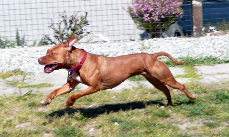pit bull attacking