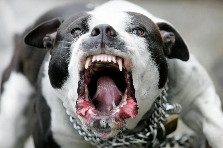 Georgia Boy Survives Brutal Mauling by 3 Dogs