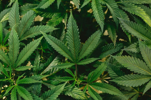 Siskiyou Sheriff Warns of Alleged Chinese-Linked Cannabis Network