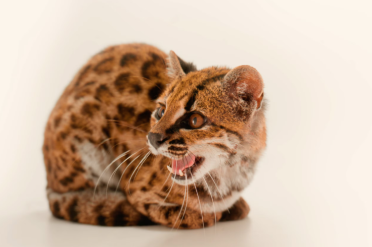 Tiger cat