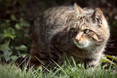 New Cat Species Discovered in Bolivia