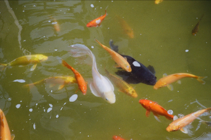 Trump’s Golf Club Fish Activity