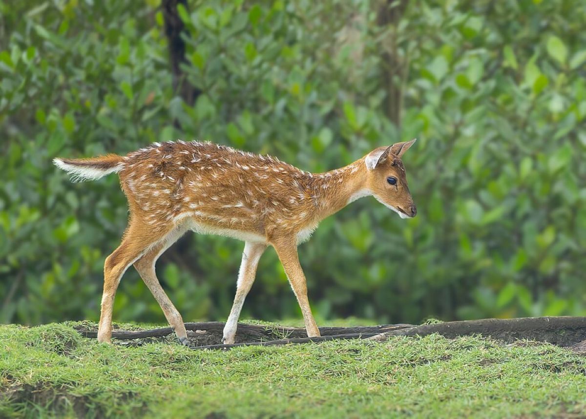 deer
