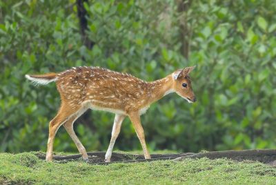 deer