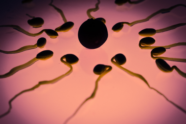 Human Egg Zinc Spark During Egg Activation