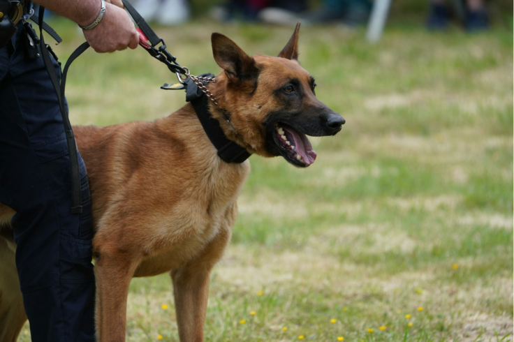 Suspect Bites Off Police K-9’s Ear