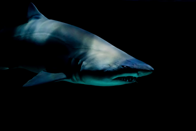 Greenland Shark Longevity and 500-Year Lifespan Mystery