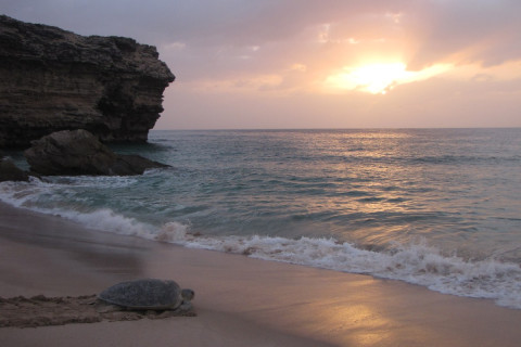 Oman, sea turtles, green turtle, Ras Al Hadd