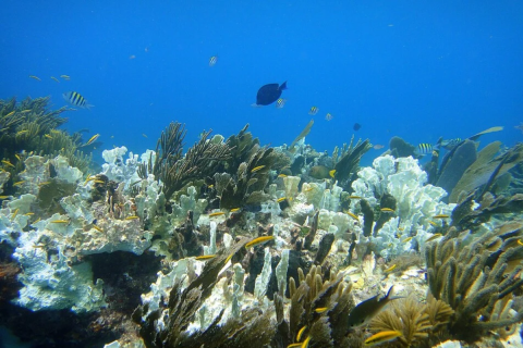bleached reef