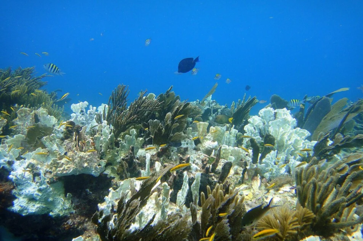 bleached reef