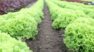 Lows of Lettuce in a Farm