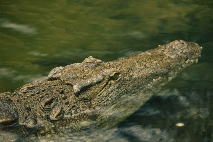 Crocodile