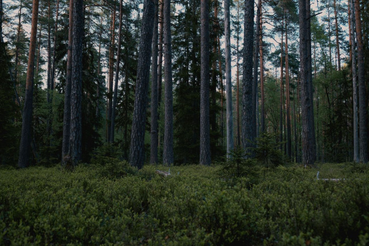 Wilderness