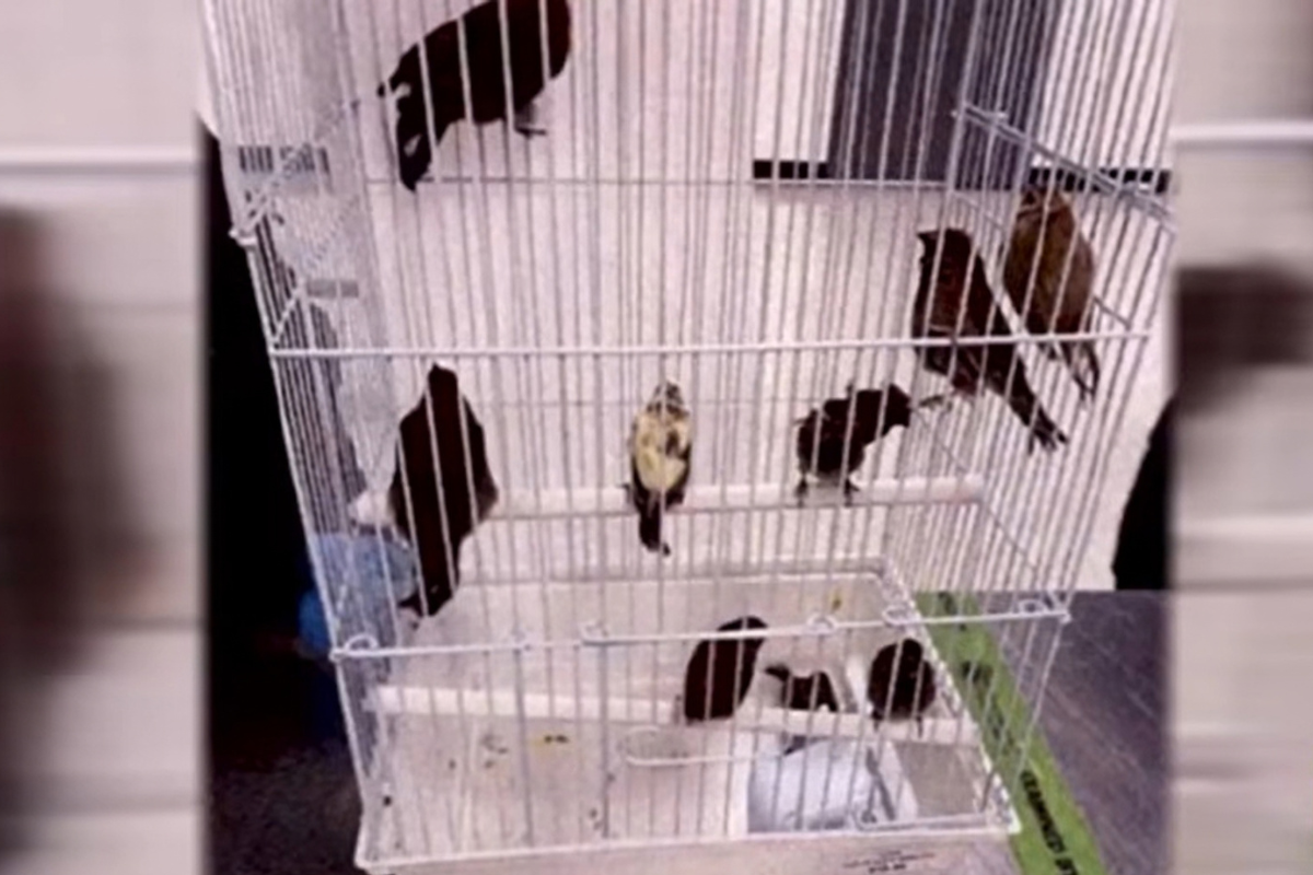 Man charged with smuggling 10 live birds after secondary inspection at Miami International