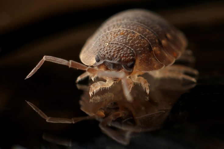 Bed bug infestation