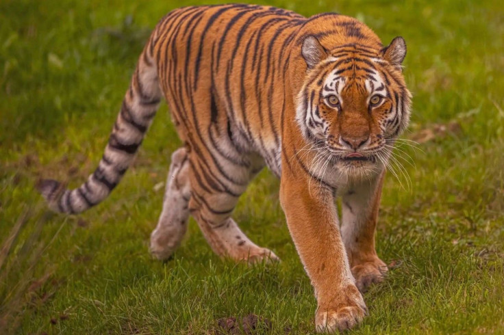 Tiger at Yorkshire Wildlife Park's Land of the Tigers attraction