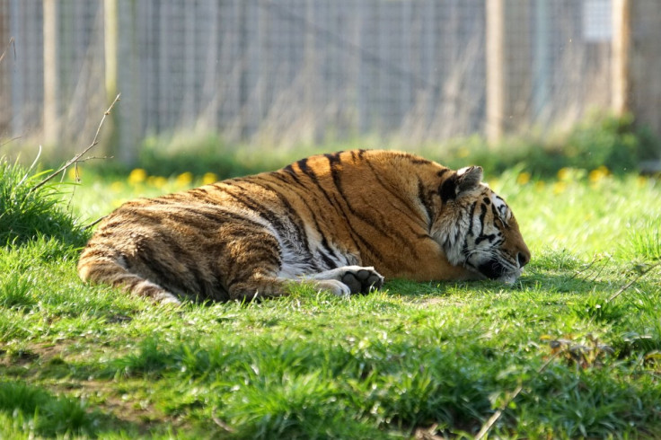 Yorkshire Wildlife Park tiger, Altai tiger, Yorkshire Wildlife Park