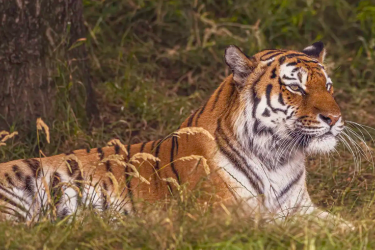 Tiger Mauling at Yorkshire Wildlife Park
