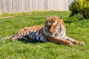 Altai the Amur Tiger