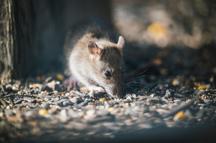 Rats