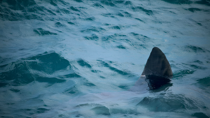 shark attack