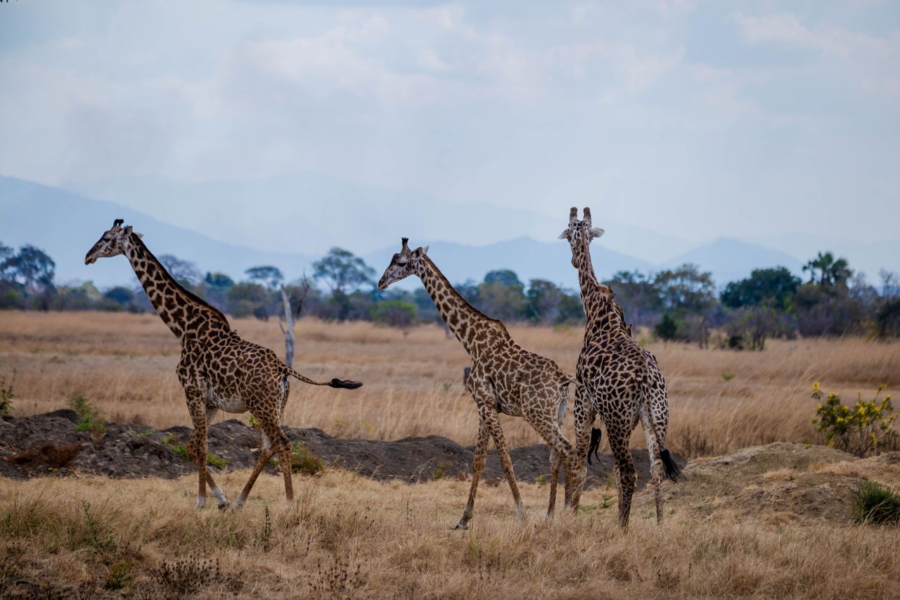 Africa