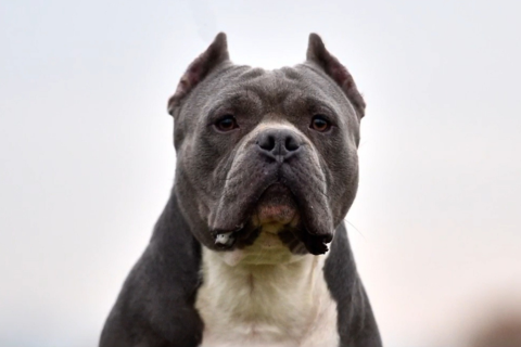 American Bully