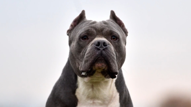 American Bully