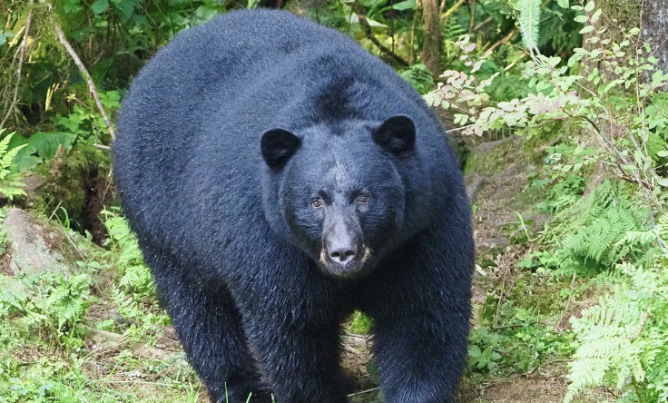 Black bear
