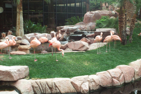Pink Flamingos in its Habitat