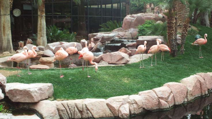 Pink Flamingos in its Habitat