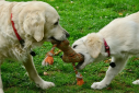 British Woman Says £12 Amazon Toy Killed Her Cane Corso