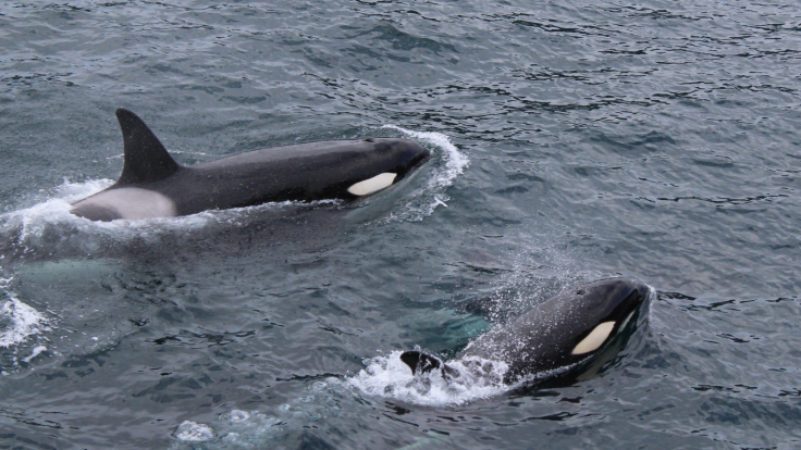 Orcas