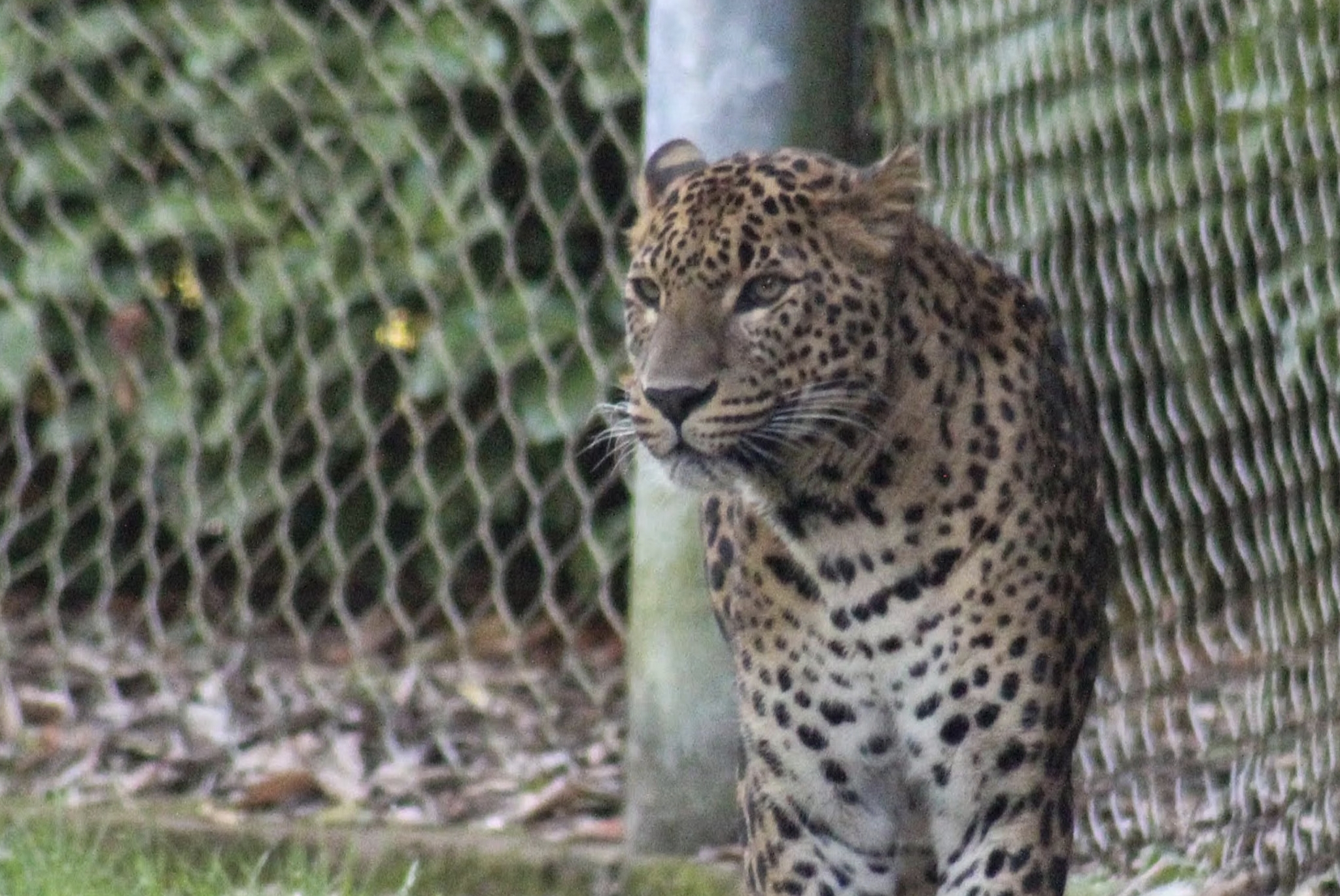 Veteran Zookeeper Dies After Being Mauled by Leopard in Dutch Safari Park