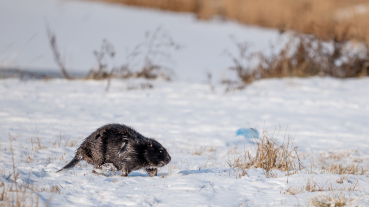 ‘Ungovernable Beavers’ Go Viral After Destroying Warning Sign in Poland