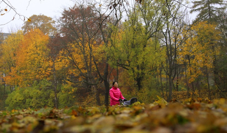 Warming Turns Arctic Tundra into Patchy Forests: Study