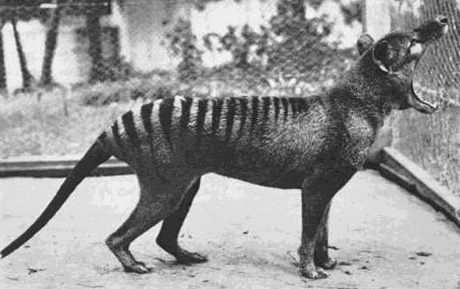 tasmanian-tiger.jpg?w=400