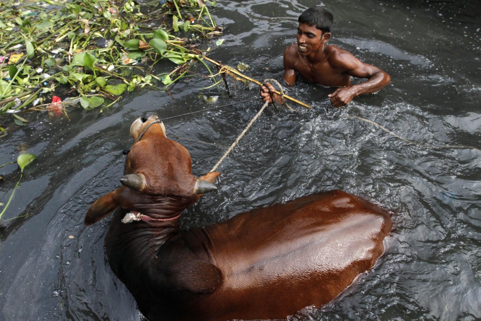 A trader bathes his cow before taking it to market by the Buriganga River in Dhaka