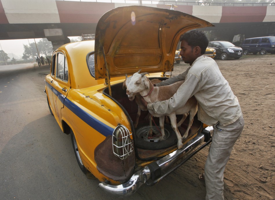 A man loads a pair of goats into the car boot after purchasing them from a livestock market in Kolkata
