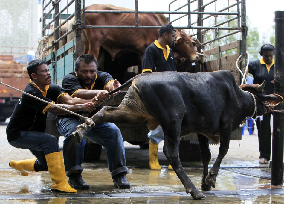 Muslims bring a cow to be slaughtered during the Eid al-Adha festival in Shah Alam outside Kuala Lumpur 06112011