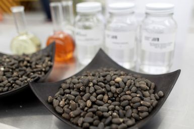 Jatropha seeds, the oil of which is used to produce biofuel