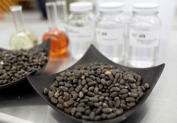 Jatropha seeds, the oil of which is used to produce biofuel