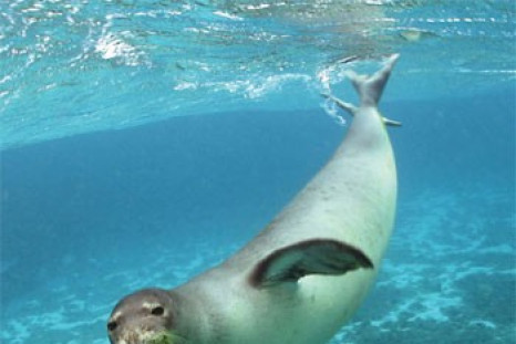 The Hawaiian Monk Seal