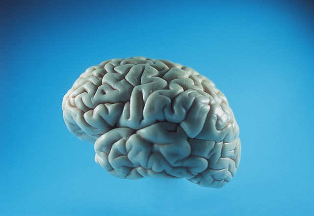 Protein may be key to Super Memory