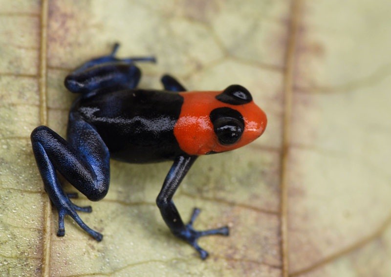 The blessed poison frog