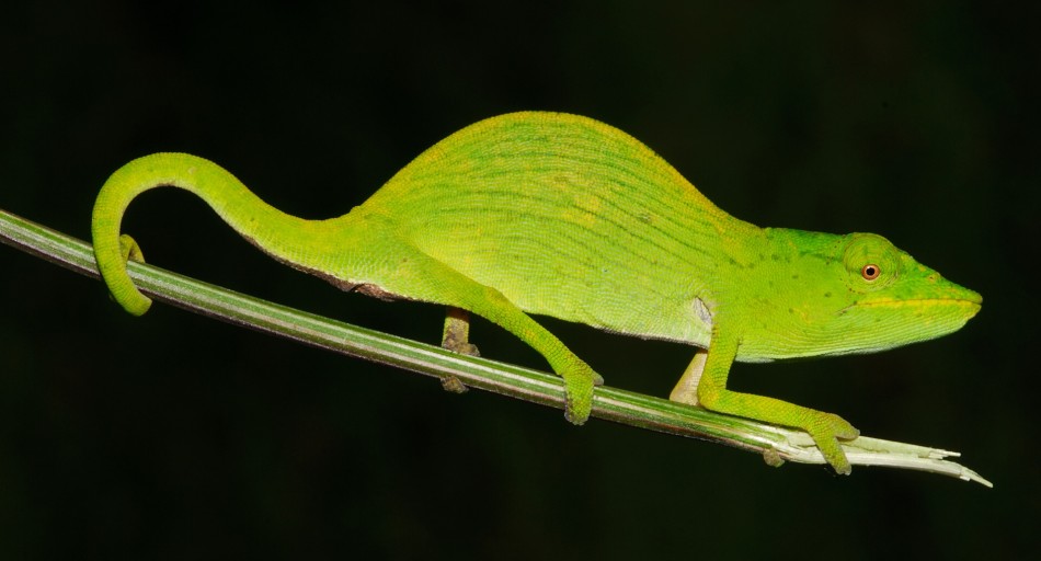 Tarzans Chameleon